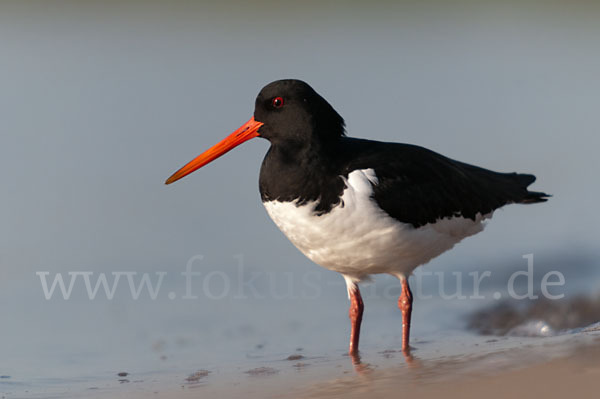 Austernfischer (Haematopus ostralegus)