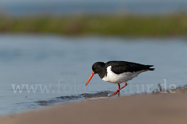 Austernfischer (Haematopus ostralegus)