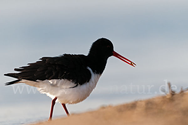 Austernfischer (Haematopus ostralegus)