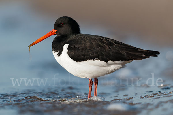 Austernfischer (Haematopus ostralegus)