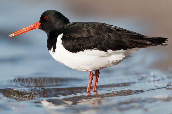 Austernfischer (Haematopus ostralegus)