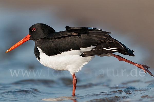 Austernfischer (Haematopus ostralegus)