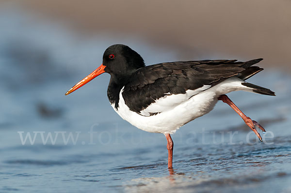 Austernfischer (Haematopus ostralegus)