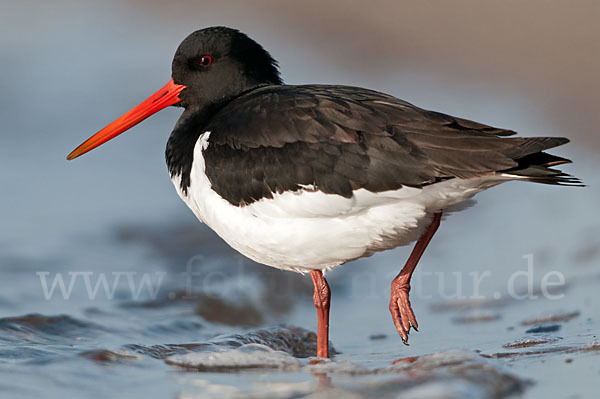 Austernfischer (Haematopus ostralegus)