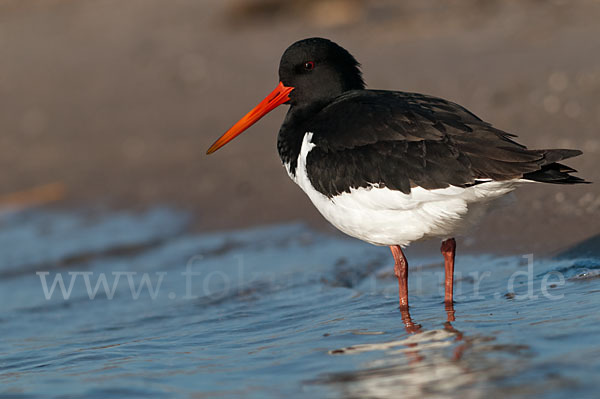 Austernfischer (Haematopus ostralegus)