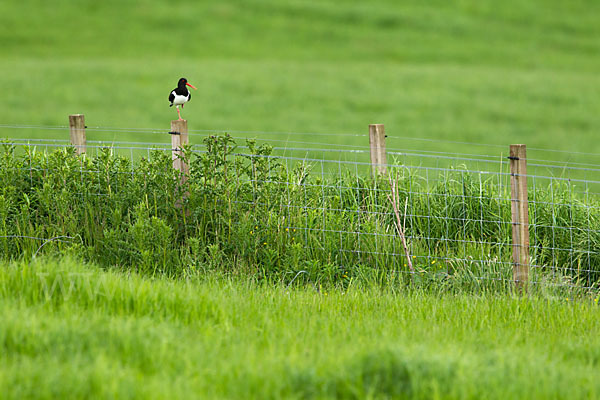 Austernfischer (Haematopus ostralegus)