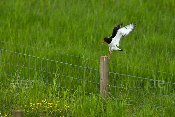 Austernfischer (Haematopus ostralegus)