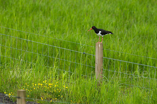 Austernfischer (Haematopus ostralegus)