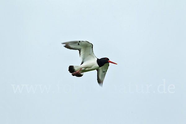 Austernfischer (Haematopus ostralegus)