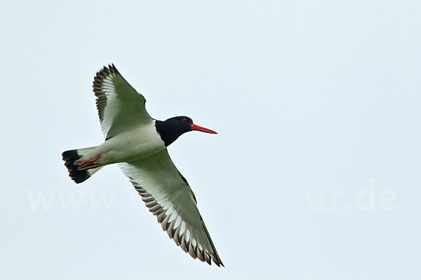 Austernfischer (Haematopus ostralegus)