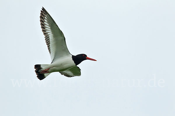 Austernfischer (Haematopus ostralegus)