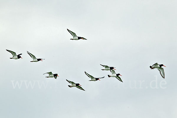 Austernfischer (Haematopus ostralegus)