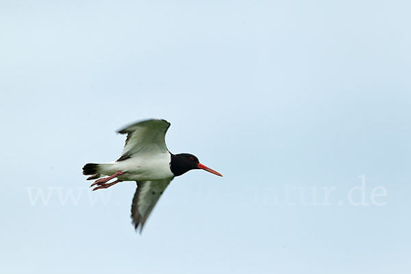 Austernfischer (Haematopus ostralegus)