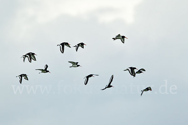 Austernfischer (Haematopus ostralegus)