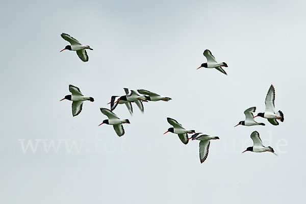 Austernfischer (Haematopus ostralegus)