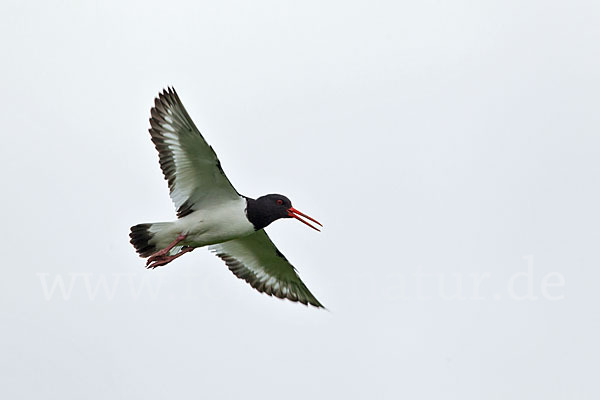 Austernfischer (Haematopus ostralegus)