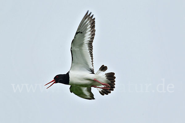 Austernfischer (Haematopus ostralegus)