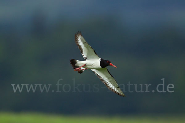 Austernfischer (Haematopus ostralegus)