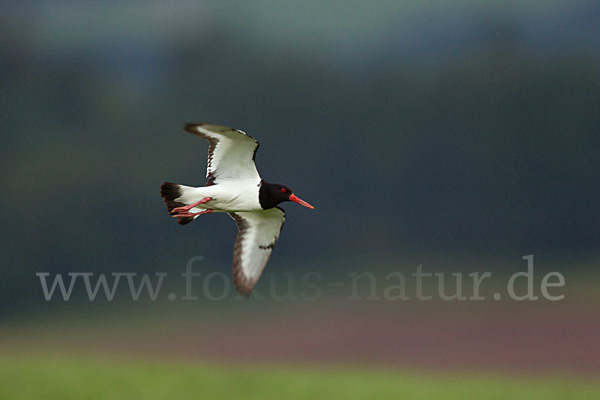 Austernfischer (Haematopus ostralegus)