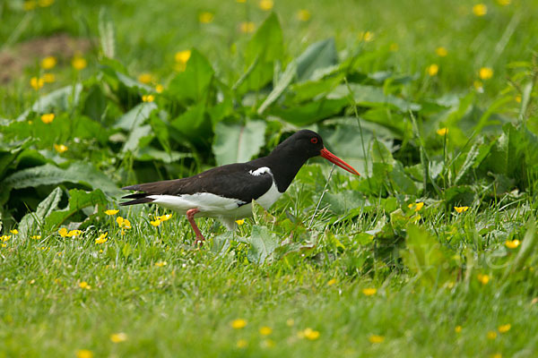 Austernfischer (Haematopus ostralegus)