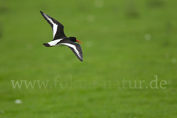 Austernfischer (Haematopus ostralegus)