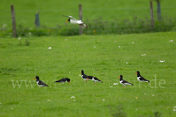 Austernfischer (Haematopus ostralegus)