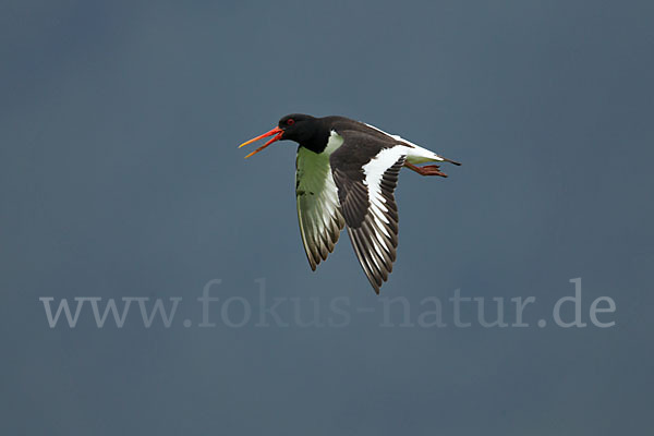 Austernfischer (Haematopus ostralegus)