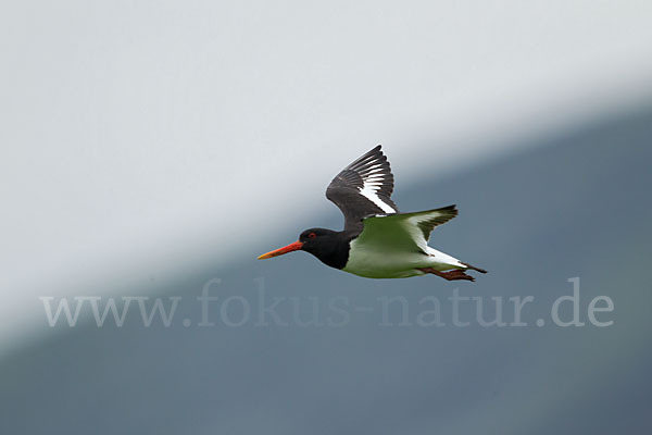 Austernfischer (Haematopus ostralegus)