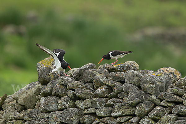 Austernfischer (Haematopus ostralegus)