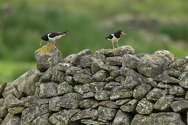 Austernfischer (Haematopus ostralegus)