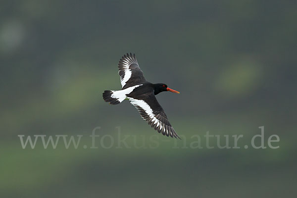 Austernfischer (Haematopus ostralegus)