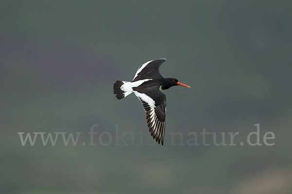 Austernfischer (Haematopus ostralegus)