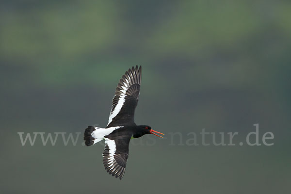 Austernfischer (Haematopus ostralegus)