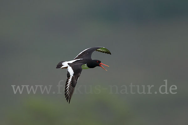 Austernfischer (Haematopus ostralegus)