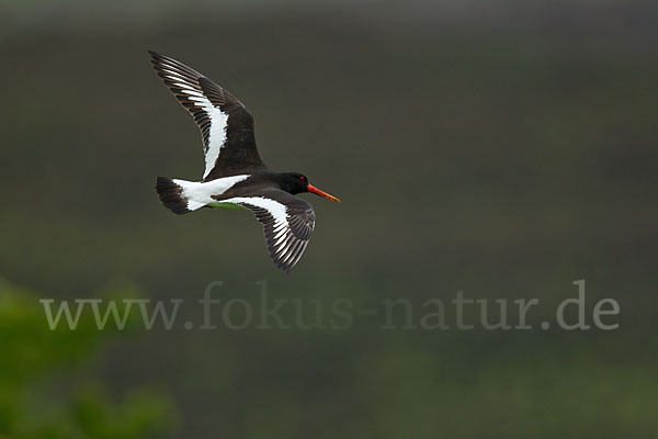 Austernfischer (Haematopus ostralegus)