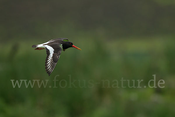 Austernfischer (Haematopus ostralegus)