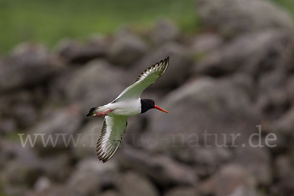 Austernfischer (Haematopus ostralegus)