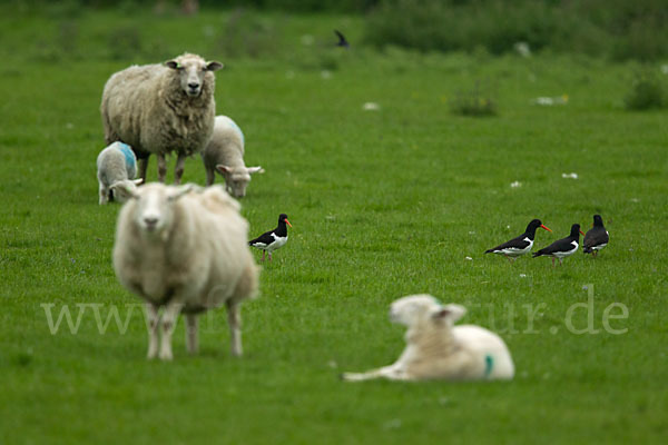 Austernfischer (Haematopus ostralegus)