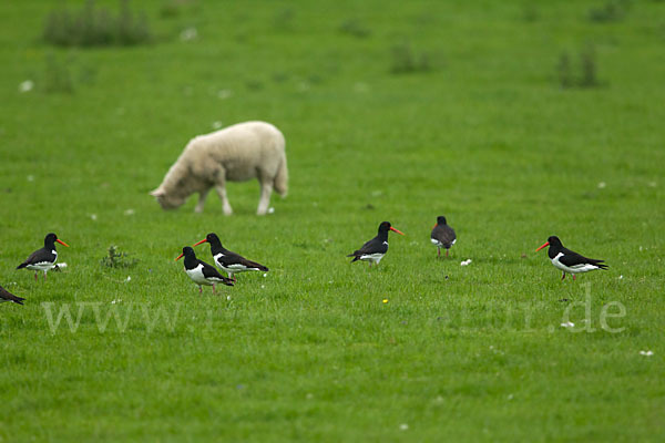 Austernfischer (Haematopus ostralegus)