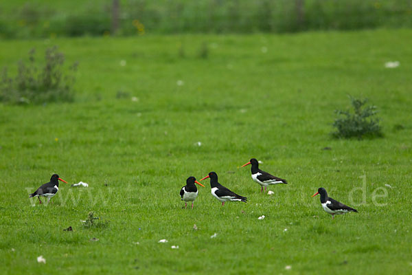 Austernfischer (Haematopus ostralegus)