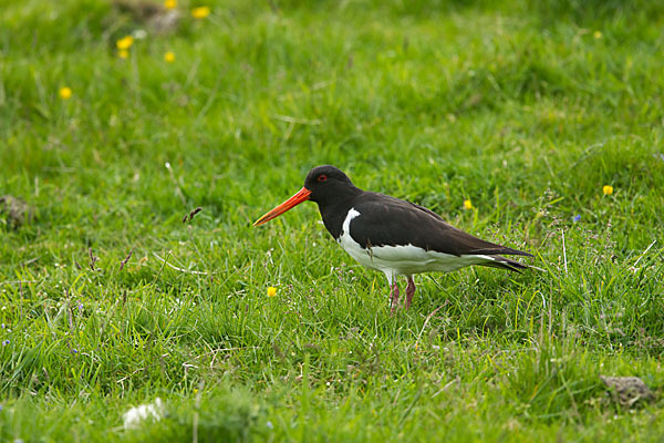 Austernfischer (Haematopus ostralegus)