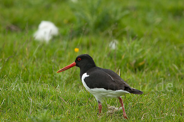 Austernfischer (Haematopus ostralegus)