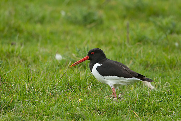 Austernfischer (Haematopus ostralegus)