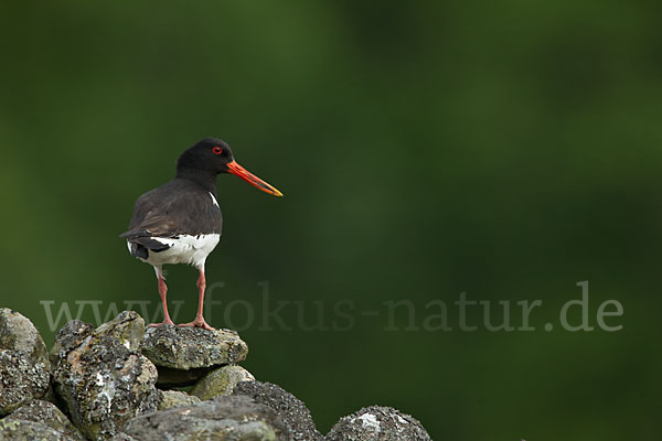 Austernfischer (Haematopus ostralegus)