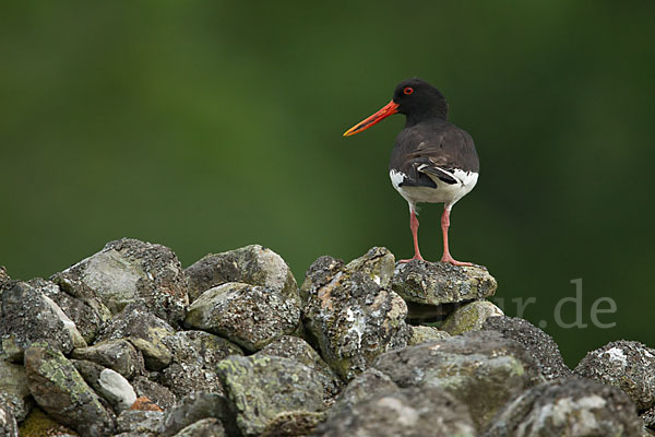 Austernfischer (Haematopus ostralegus)