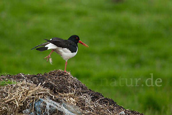 Austernfischer (Haematopus ostralegus)