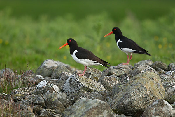 Austernfischer (Haematopus ostralegus)