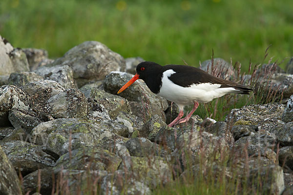 Austernfischer (Haematopus ostralegus)