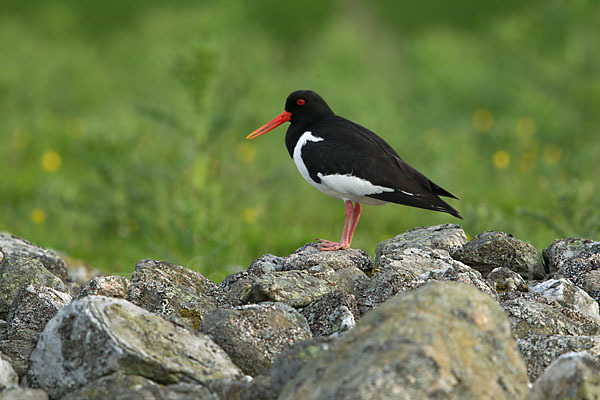 Austernfischer (Haematopus ostralegus)