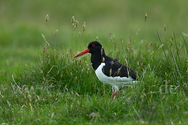 Austernfischer (Haematopus ostralegus)